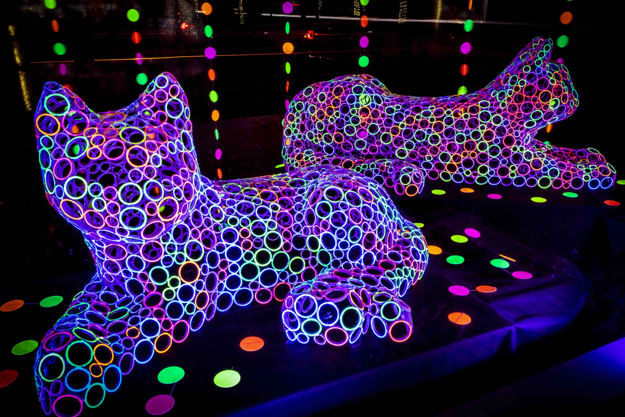 Photograph of the Glow Cats art piece by Paige Tashner