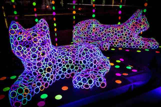 Photograph of the Glow Cats art piece by Paige Tashner